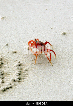 Galapagos Ghost Krabben, Ocypode Gaudichaudii, San Cristobal Insel, Galapagos-Inseln, Ecuador, Südamerika Stockfoto