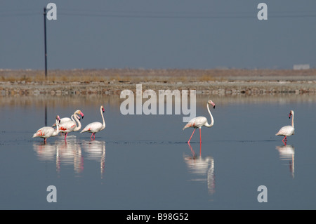 Eine Herde von mehr Flamingos Phoenicopterus Ruber Fütterung in einem Teich in der Nähe von Sambhar See Rahasthan Indien Stockfoto