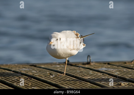 Schwarz Spitze Möwe stehend auf einem Bein in seiner Winterkleid Stockfoto