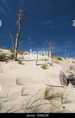 Lacka Gora Dünen bewegen, vordere umstoßen Wald von Bäumen Slowinski Nationalpark Leba Polen Stockfoto