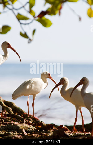 Gruppe von weiße Ibisse (Eudocimus Albus) steht man vor der Küste in Dominical, Costa Rica. Stockfoto