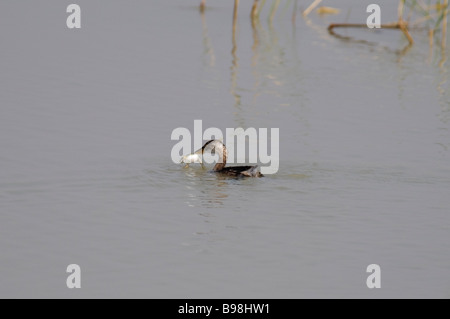 Wenig Grebe Tachybaptus Ruficollis hat einen Frosch in Rajasthan Indien gefangen. Stockfoto