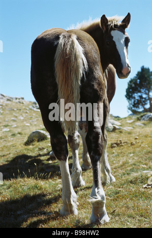 Jährling Berggipfel Weiden, Pyrenäen, Spanien Stockfoto