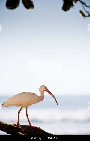 American White Ibis (Eudocimus Albus) stehen direkt am Meer in Dominical, Provinz Puntarenas, Costa Rica. Stockfoto