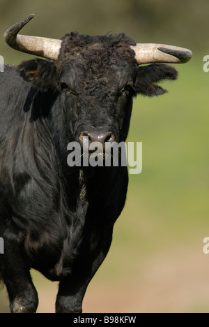 Kampf gegen spanische Stier stehen im Feld Stockfoto