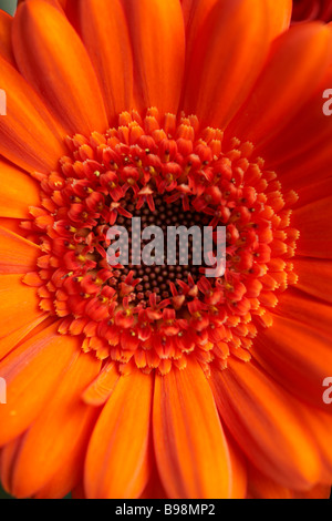 Orange Gerbera im Sommer in Dorset Stockfoto