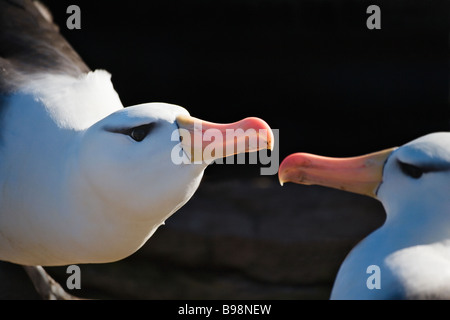 Black-browed Albatros (T m Melanophris) Paaren New Island Falkland Island Stockfoto