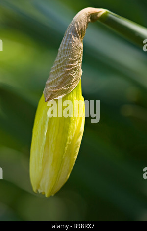Daffodil (Narcissus) Knospe im frühen Frühling Stockfoto