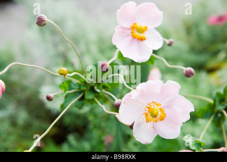 Anemone Blumen und Knospen Stockfoto