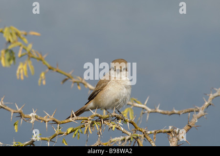 Weibliche isabellinische Shrike Lanius Isabellinus sitzt auf einem Dornbusch in Rajasthan Indien Stockfoto