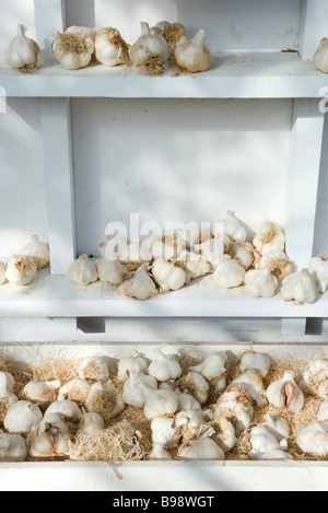 Frischer Knoblauch in Regalen Stockfoto