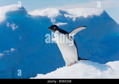 Adelie-Pinguine (Pygoscelis Adeliae) auf dem Eis der Antarktis Stockfoto