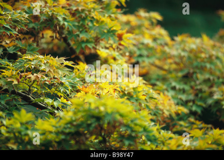 Üppige Blätter des japanischen Ahorn beginnen ihre herbstlichen Wechsel von Grün auf gelb Stockfoto
