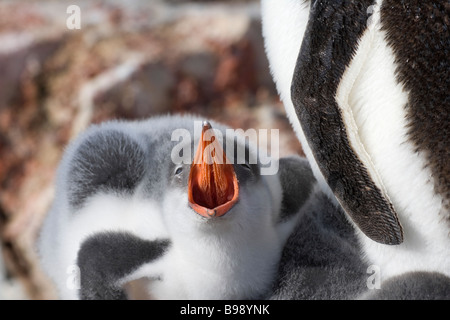 Gentoo Penguin (Pygoscelis Papua) Küken Antarktis Stockfoto