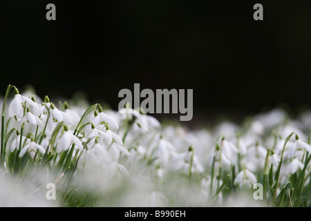 Schneeglöckchen Galanthus Nivalis Howick Hall Northumberland UK Stockfoto