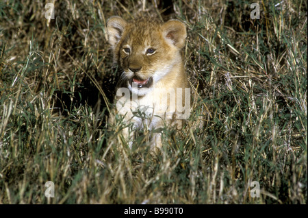 Sehr junge Löwenjunges etwa drei Wochen alten sitzen im Rasen Hinweis seine blaue Augen Masai Mara National Reserve Kenia in Ostafrika Stockfoto