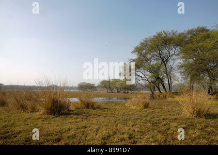 Ein Anblick der Feuchtgebiete in Indien sollte Vogelschutzgebiet Stockfoto