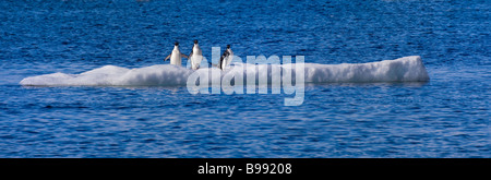Adelie-Pinguine (Pygoscelis Adeliae) auf einem schwimmenden Eis blockieren Antarktis Stockfoto