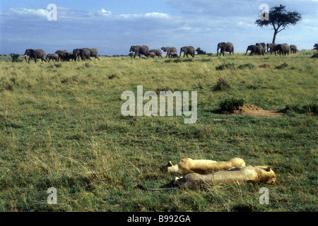 Löwen ruhen wie eine Herde Elefanten Spaziergang vorbei an Masai Mara National Reserve Kenia in Ostafrika Stockfoto