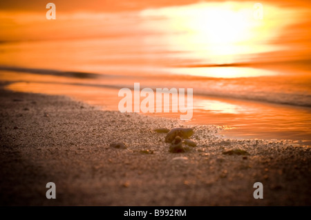 Abendrot am Gewässerrand Pazifik Cook-Inseln Aitutaki mit Muscheln im Vordergrund Stockfoto