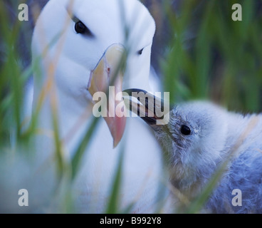 Black-browed Albatros (T m Melanophris) Mutter mit Küken neue Insel-Falkland-Inseln Stockfoto