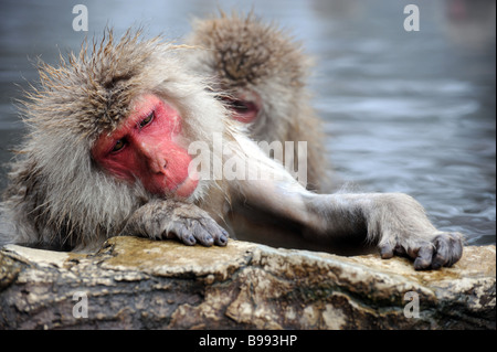 Einen japanischen Makaken, die Warmwasser-Onsen nach Nahrungssuche im Schnee genießen. Stockfoto