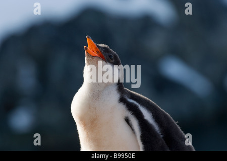 Gentoo Penguin (Pygoscelis Papua) Küken Antarktis Stockfoto