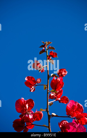 rote Bougainvillea ist eine Gattung von Blütenpflanzen, die ursprünglich aus Südamerika rot auf Himmelblau Stockfoto