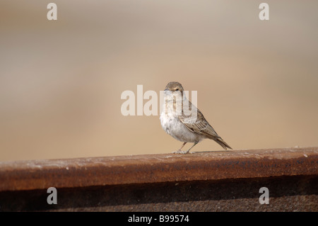 weibliche Ashy-gekrönter Spatz-Lerche Eremopterix Grisea stehen auf einer Schiene in Rajasthan Indien Stockfoto