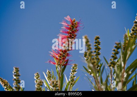 Buschblümchen sind Mitglieder der Gattung Zylinderputzer und gehören zur Familie Myrtaceae Osten und Südosten von Australien gefunden Stockfoto