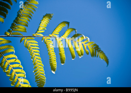 Die silbernen Baumfarn Cyathea Dealbata von All Blacks Rugby-Trikot Ruhm gegen ein Neuseeland-Symbol mit vignette Stockfoto