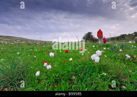 Israel. Eine Frau und ihre Tochter gehen in einem Feld von bunten Hahnenfuß Blumen nach dem Regen. Stockfoto