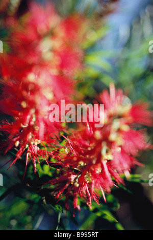 Bottlebrush (Zylinderputzer) Blumen Stockfoto