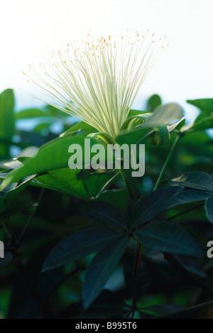 Blume Kapern (Capparis Spinosa) Stockfoto