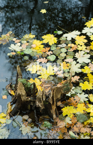 Herbstliches Laub schwimmt auf der Oberfläche des Teichs Stockfoto