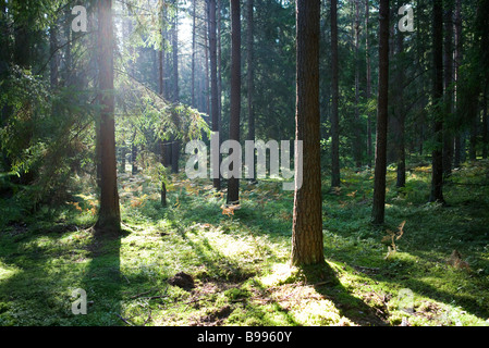Sonnenlicht durch Bäume im Wald Stockfoto