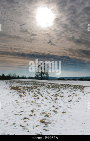 Ein einzelner Baum hebt sich von der verschneiten Landschaft Stockfoto