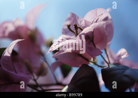 Bougainvillea-Blüten Stockfoto