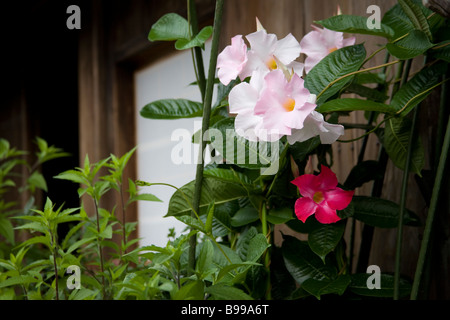 Blumen im Garten Stockfoto