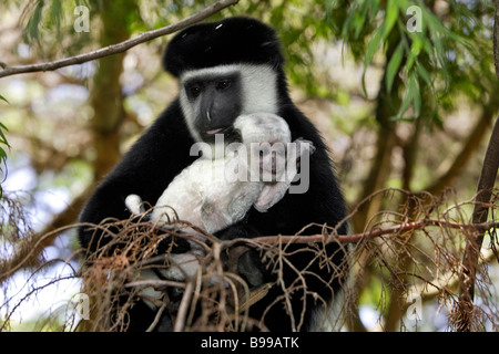 König Colobus, Western Pied Stummelaffen (Colobus Polykomos), junge in den Armen seiner Mutter Stockfoto