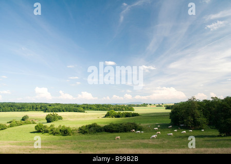 Malerische Landschaft mit Vieh weidete in Ferne Stockfoto