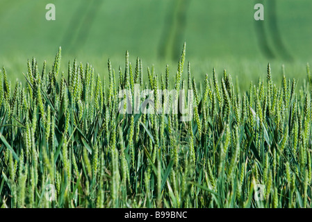 Grünen Weizen wächst im Feld, Nahaufnahme Stockfoto