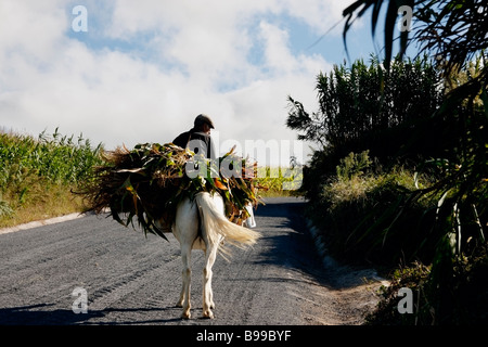 Landwirt auf dem Pferderücken mit Milch Kannen, Sao Miguel Insel der Azoren Stockfoto