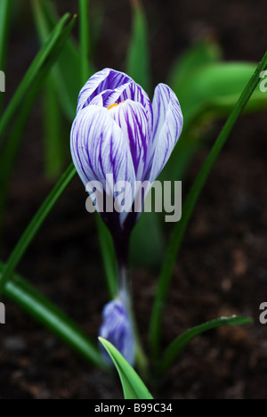 Lila und weiß gestreifte Krokus Blüte im Frühjahr in den Gärten der Keukenhof in Lisse, Niederlande. Stockfoto