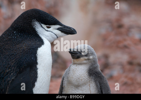 Kinnriemen Pinguine (Pygoscelis Antarcticus) Mutter mit Küken-Antarktis Stockfoto