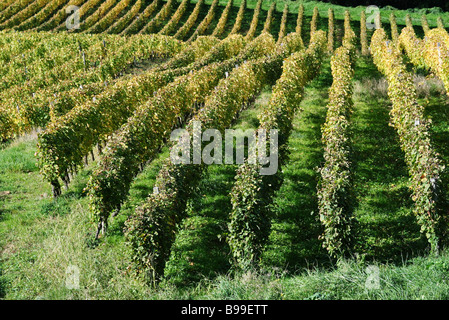 Weinberg, erhöhte Ansicht Stockfoto