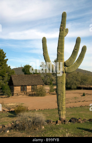 Stock Foto von Pioneer Living History Village mit Saguaro-Kaktus im Vordergrund Stockfoto