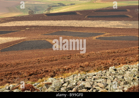 Muster nach links gesteuert durch Heidekraut brennen in Angus Glens, Schottland Stockfoto