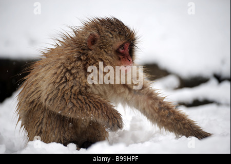 Einen japanischen Makaken Nahrungssuche im Schnee. Stockfoto