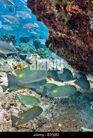 Eine kleine Schule Spotted oder goldene Kaninchen suchen ihr Abendessen unter das Korallenriff auf Barracuda Point, Sipadan Island. Stockfoto